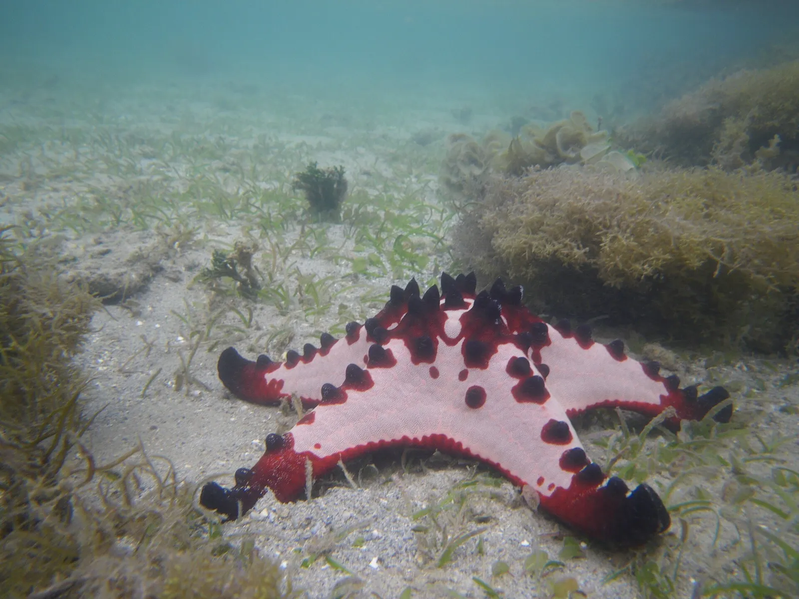 Chocolate chip starfish on a seagrass and sand bottom in shallow water