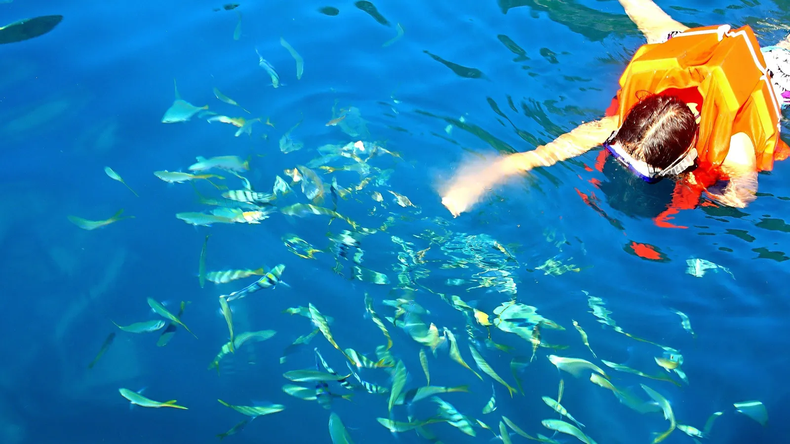 Snorkeler in a life vest surrounded by a school of striped fish in clear blue water at a Coron wreck site
