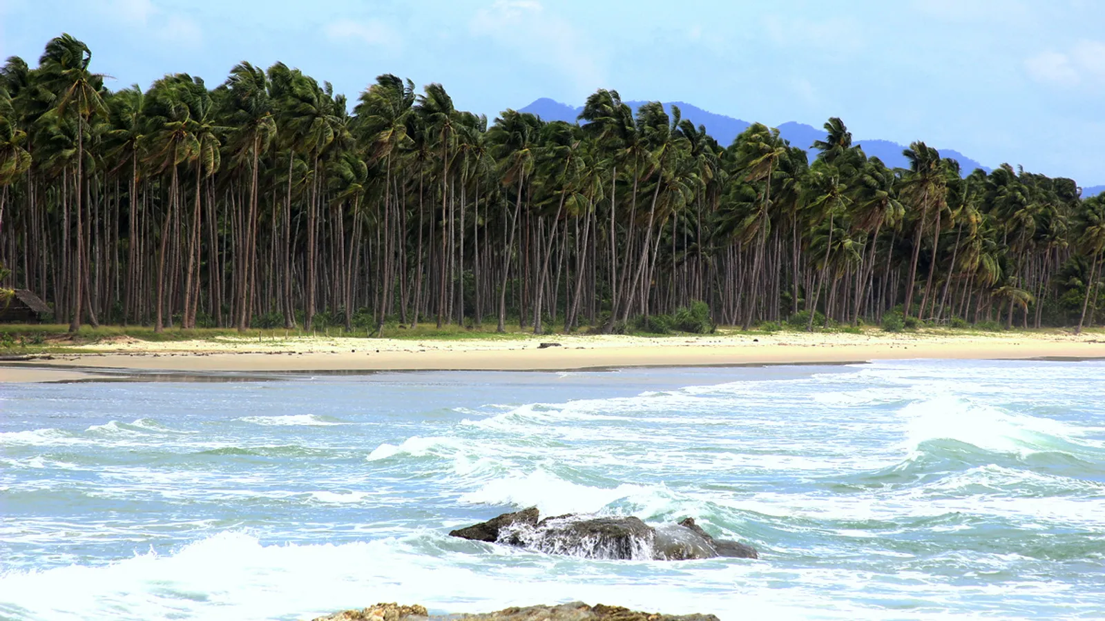 Coconut palms lining Long Beach in San Vicente, with surf rolling onto the sand and hills behind